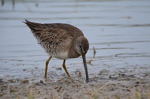 Sandpiper, Long-billed Dowitcher, 2013-01064565 Estero Llano Grande State Park, TX